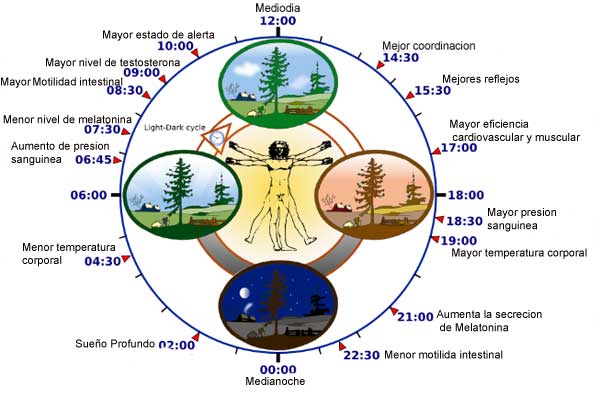 reloj-biologico-1