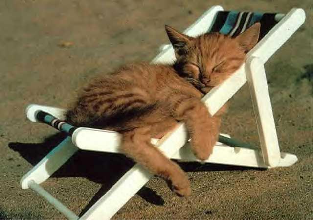 cat relax al sol