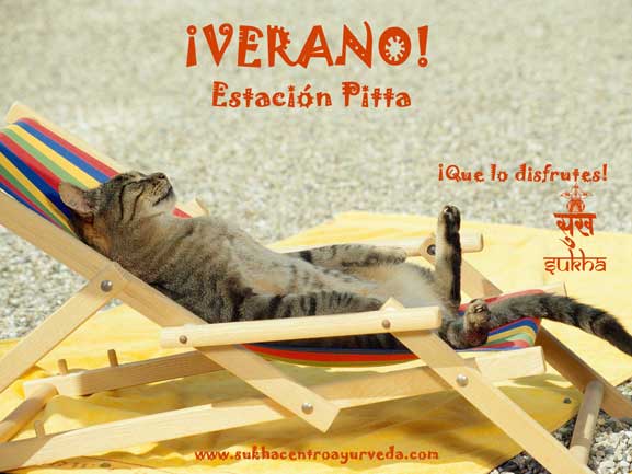 summer-cat-nap-copia